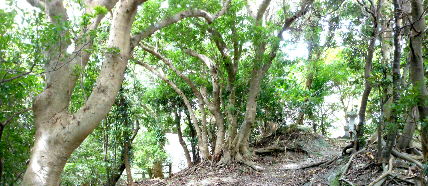 千葉県鴨川市 魚見塚 浅間神社 鎮守の杜